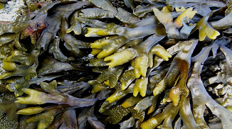 海藻类食用胶品类介绍