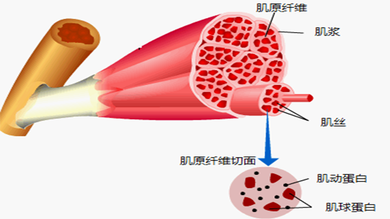 肉制品加工